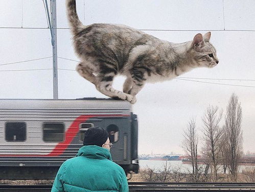 猫咪控 艺术家把三米高 巨猫 PS进自己的照片里 