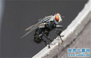 苍蝇的寿命是多长 灭苍蝇最有效的方法 3 