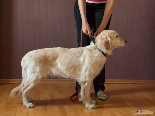 如何训练狗狗坐下
