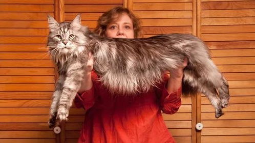 古老的大型猫种缅因猫 外表霸气内心温柔,智商堪称 猫中之最