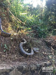 视频 仙游惊现4米长蟒蛇,有人徒手 抓 险被咬 