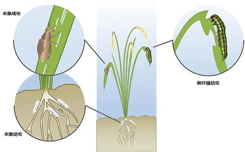 大米害虫米象,如何摇身一变置身米袋 你吃的米中可能有它的幼虫 