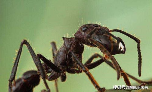 世界上蚂蚁种类那么多,可唯独只有它才算蚂蚁界的强者
