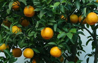 橘子成熟的季节是几月,橘子多长时间能熟？