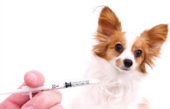 狗狗打完疫苗后需要注意什么 