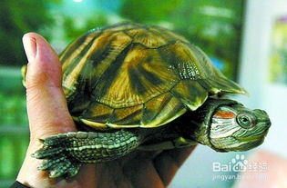 巴西龟冬眠放水还是放沙,巴西幼龟冬眠是干养还是湿养？
