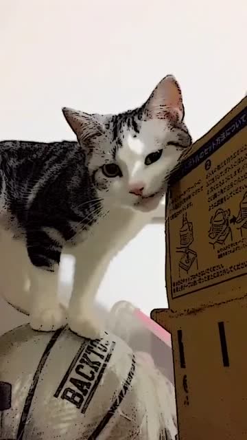 养了一只爱咬纸箱的猫,是什么体验呢 