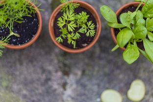 最新蔬菜种植棚图片（最新蔬菜栽培技术）