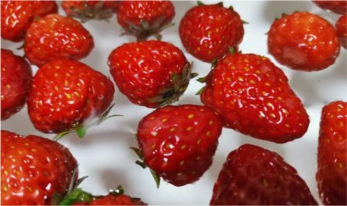 草莓什么季节成熟,草莓什么季节成熟