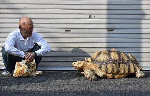 日本老人养140斤龟儿子,5分钟路程走3小时,网友 养好了能送走你