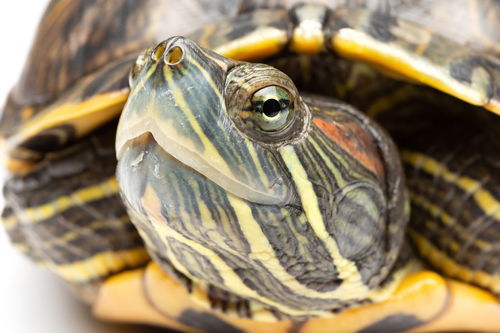 七八年龟龄的巴西龟,一天吃多少龟粮才算是正常 