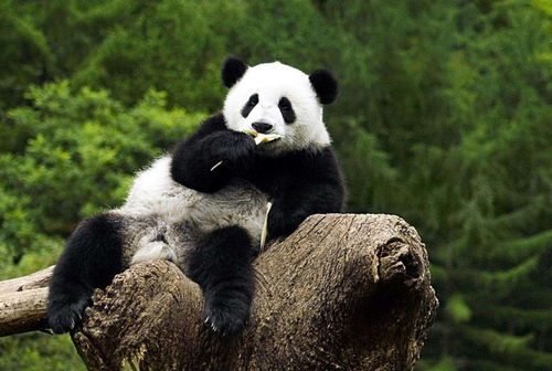 为啥从吃肉转型吃竹子 没想到大熊猫是这样能屈能伸的真豪杰