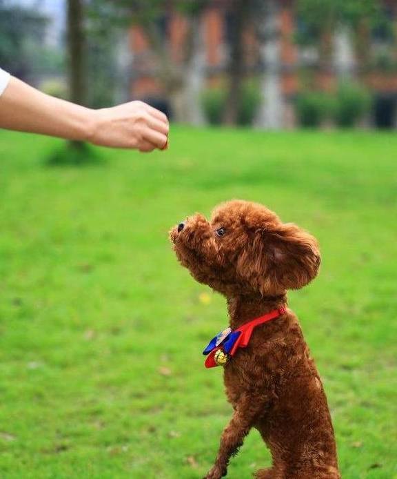 都说泰迪犬智商高,这5个表现,如果全都有,你家泰迪肯定很聪明