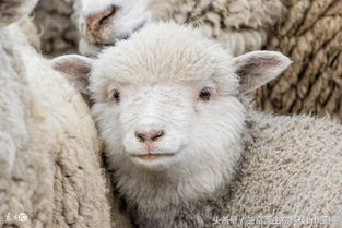 冬春季节常见羊病及羊病防治技术 