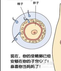 怀孕第一个月胎儿和准妈妈的症状 