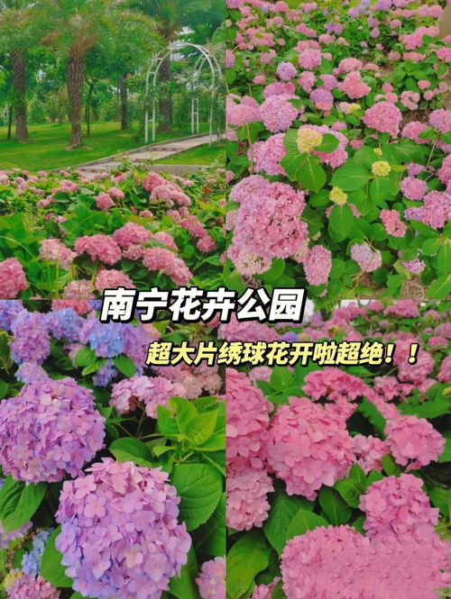 公园里的花及特点 北京哪些公园可以赏花