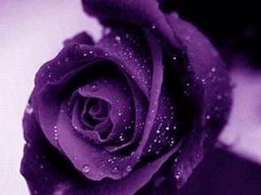 最新十二星座的幸运花 双子座 紫玫瑰 上篇 