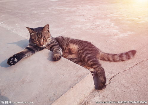 晒太阳的猫图片 