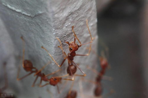 红火蚁开始进入活跃期,广东已出现咬伤病例,防治红火蚁刻不容缓