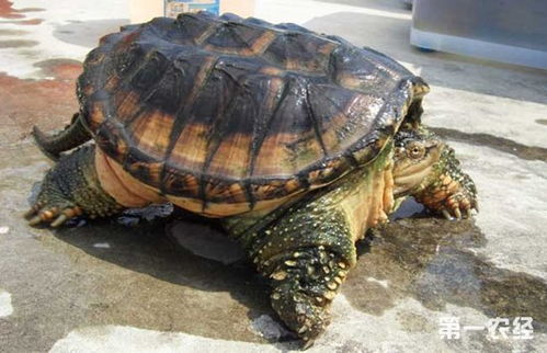 鳄鱼龟的温室养殖技术 鳄鱼龟的温室养殖效益