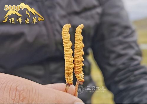 冬虫夏草的功效与禁忌