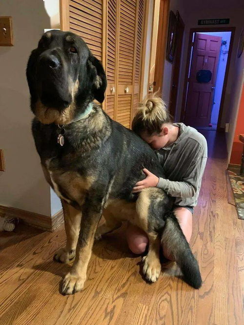 养一只巨型犬是什么体验