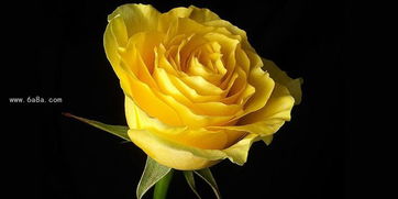黄玫瑰花语是什么 享受与你一起的日子