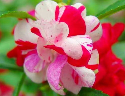 3种 仙女花 ,瑰丽绚烂花期长,漂亮好养爱开花
