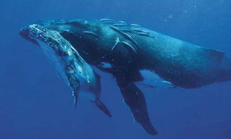蓝鲸幼崽一天吃奶超800升且营养十足,为什么人类不吃鲸鱼奶呢