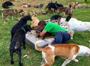 哥斯达黎加狗岛 900余流浪狗的天堂 