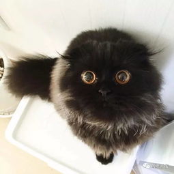 一枚黑煤球猫咪,可爱的不得了 