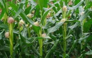 2023年玉米种植时间表 玉米种植的六个步骤