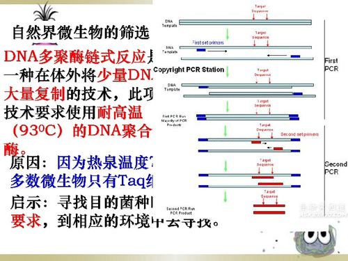 高三生物 土壤中分解尿素的细菌的分离与计数 生物 