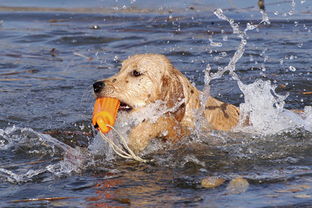 为什么狗会游泳 但游泳本领不高
