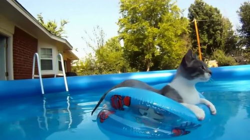 身为一只猫,离开游泳圈,比我游得还好 
