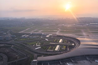 今日热门 一群狮子闯入重庆江北国际机场