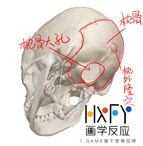 你不知道的人体骨骼详解 内容过于恐怖,请不要半夜蹲到坟地看