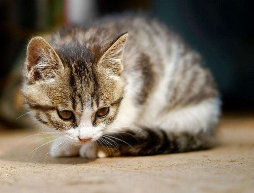 小猫喂食需要注意什么（喂食小猫的正确方法，小猫不吃东西怎么办）