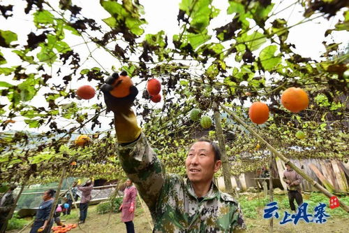 丹寨 一根瓜藤牵出的 增收路