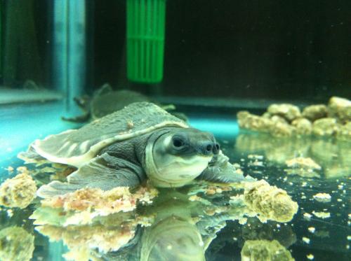 能放在鱼缸里 深水的龟类 有什么品种 猪鼻龟还有什么 便宜一点 好养的 