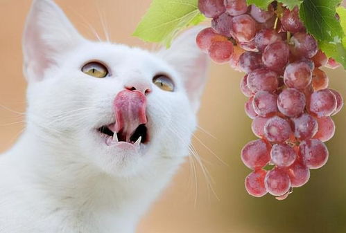 兽医劝告 为了猫咪的健康着想,这7种食物不能喂