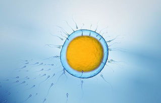 原创若卵子没有和精子相遇，那么卵子去哪了？
