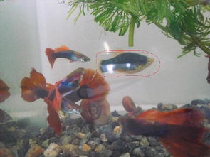 关于养小鱼的问题,图片画圈的什么鱼 一群红色又是什么鱼 