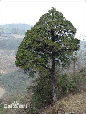 崖柏是保护植物吗,在山上挖干柏树违法吗？