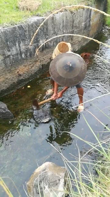 最古老的抓鱼方法,敲石震鱼 