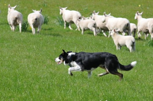 牧羊犬会放羊,但可能不是好的宠物狗,养这种狗要做好这3点