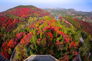 济南红叶谷停车哪个门方便(红叶谷免费停车场)