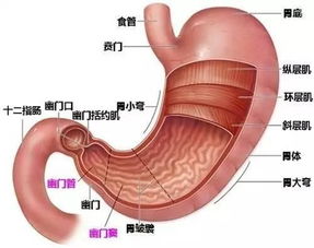 肠胃不好 因为你缺了它