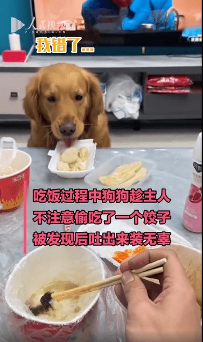狗狗偷吃饺子,被发现后又吐出来,网友调侃 这下能吃一盘了