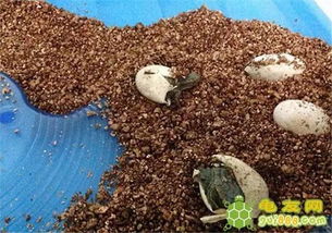 龟蛋孵化的一些问题 